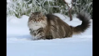 Сибирская кошка (всё о породе)