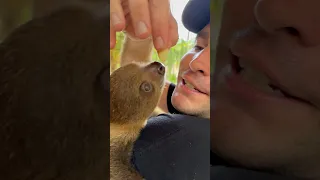 Baby Sloth BREAKFAST ! #animal #sloth