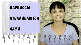 Часть 340* Нарциссы от меня отваливаются сами * Начальник - нарцисс * Токсичный начальник