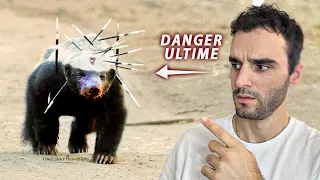 Les animaux les plus agressifs (ne le croise jamais !)