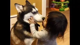 Siberian Husky dog makes baby laugh