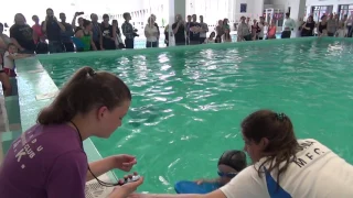 26.05.17  " Золотая рыбка 2017" бассейн Маарду