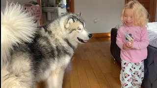 Husky Chases Adorable Little Girl! He Won't Leave Her Side! (So Cute!!)