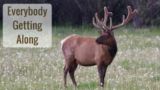 Wonderful Wyoming Wildlife - Everyone Getting Along