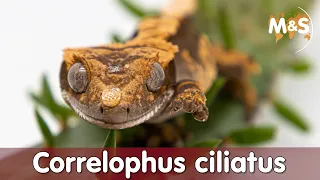 Die Wiederentdeckung der Kronengeckos | Correlophus ciliatus