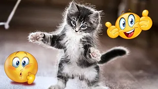 funny cats and dogs try not to laugh impossible | cats video 2024 | funniest animal videos