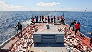 Full video of catching tuna by pole-and-line🎣