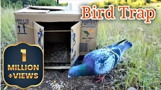 How To Catch Birds Using a Cardboard | Easy Build Pigeon Trap | Kabootar Pakadne ka tarika #Bilal