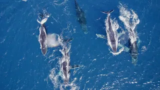 Gang de baleines