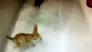 Baby foxes get in a bubble bath