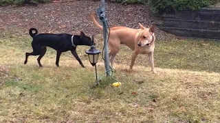 MEET OF TWO WILD DOGS. Carolina dog, American dingo and Formosan Mountain dog, Taiwan dog