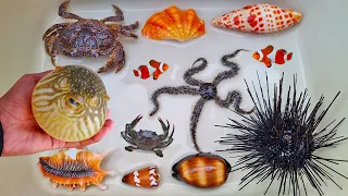 Finding hermit crab and ornamental fish, crab, puffer fish, clownfish, snail, shell, conch, starfish