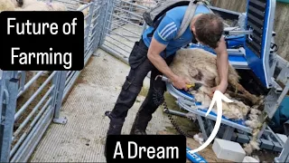 The future of farming, A dream to work with sheep #tepari #farming #farm #sheep #cows #cuteanimals