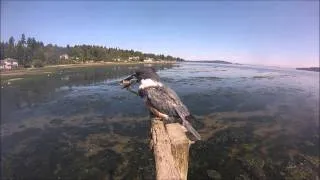 Kingfisher Fishing