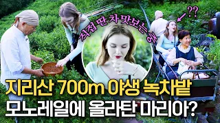 트로트 가수 마리아 지리산 700m 높이에 있는 야생 녹차밭 체험기🍃 "여긴 어디? 나는 누구?" 나오게 하는 풍경에 마리아도 빠져버림💕 | 트립인코리아 하동 편