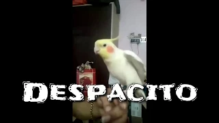 Despacito Parrot Singing