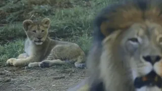 Lion Cub Annoying Its Dad in Viral Video is Reminding Us of The Perfect 'Mufasa and Simba' Moment