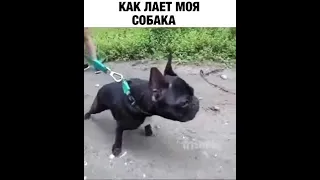 СОБАКА ЛАЕТ КАК СТИЧ | ПРИКОЛЫ ДО СЛЕЗ 2020 | приколы 2020 | SHORT | FUNNY PETS 2020 | Superzzz