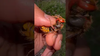 Handling a female European Hornet! 🔥 #wasp#insect#insects#bug#bugs#tarantula#tarantulas#spiders#fyp