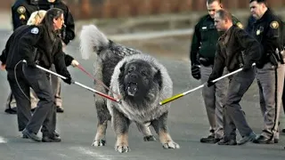 ESTE CÃO É 100 VEZES MAIS PERIGOSO QUE UM LOBO!