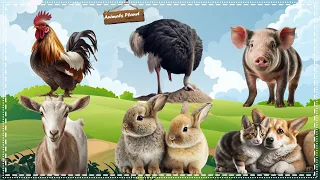 Cutest Animal Moments with Sounds: Ostrich, Cat, Dog, Goat, Chicken, Pig