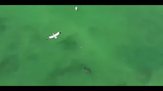 Pelicans and Dolphin Compete for Fish in Florida