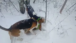 Охота в заброшеных садах на лис!