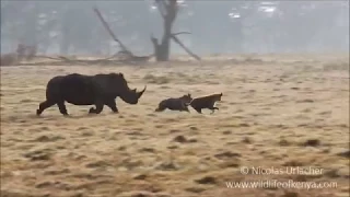 Hyenas Vs rhino