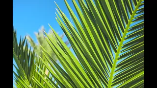 Palm Sunday | April 2nd, 2023