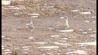 2 Coyotes with one shot!  Most EPIC 4K Predator Hunt ever!  Predator Hunting: SUPPRESEED "TRIGGERED"