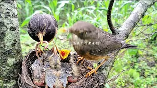 鸟爸鸟妈一起回来喂鸟宝宝