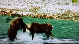 Grizzly Bear vs Caribou Fight - Rare Footage