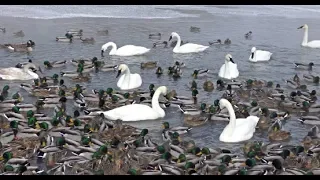 Videos for Cats to Watch - 1 Hour Bird Bonanza