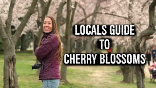 Tips for Seeing Cherry Blossoms in Washington DC from Locals