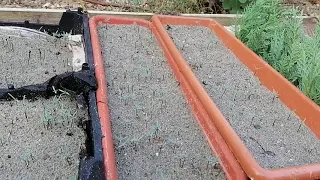 Выращивание кипариса из семян