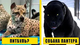 Самые Редкие Породы Собак в Мире! Топ 10