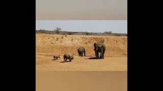 Rhino with calf faces off with an elephant/who wins .