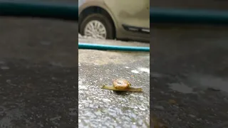 SNAIL- घोंघा | There is a small animal which is facing many difficulties. #shorts #snail #humanpoint