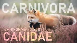 CARNIVORA I - Caniformia (part1) : Canidae 🐶