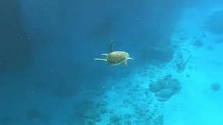 Relax with Sea Turtles - 10 minute Relaxation & Meditation with a compilation of Sea turtles.