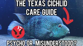 Texas cichlid care guide , how to care for the Texas cichlid , watch before you buy !!!