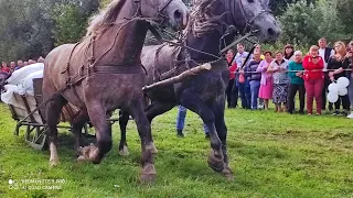 КІННІ ЗМАГАННЯ В С.ГОЛОГОРИ/ПРОБА КОНЕЙ/КОНІ В УКРАЇНІ/ЛЬВІВЩИНА