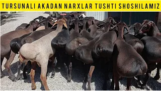 N/1 QOʻZILAR KELDI TURSUNALI AKADAN QAYTARILMAS NARXLAR