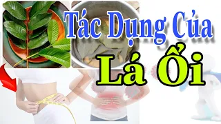 Uống Nước Lá Ổi Mang Lại Những Lợi ích Tuyệt vời Mà Bạn Chưa Biết, Hãy Tìm Hiểu Nhé