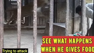 Leopard to attack zoo worker | English subtitles | Feeding Young leopards | precautions | protection