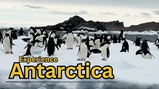 Visit Antarctica on an Expedition Ship - Adventure/explore wild beauty, penguins, whales and more...