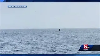 Fisherman describes spotting orca whale off Cape