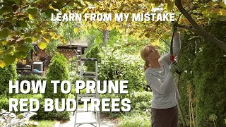 How To Prune Forest Pansy Redbuds - Learn From My Mistake!