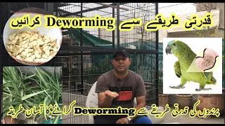 Natural Way Of De worming For Your Birds And Parrots||Home Remedies For Birds Dewarming||part 2