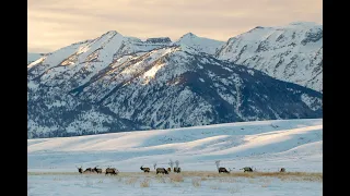 Animals Over Winter | Life at the National Elk Refuge